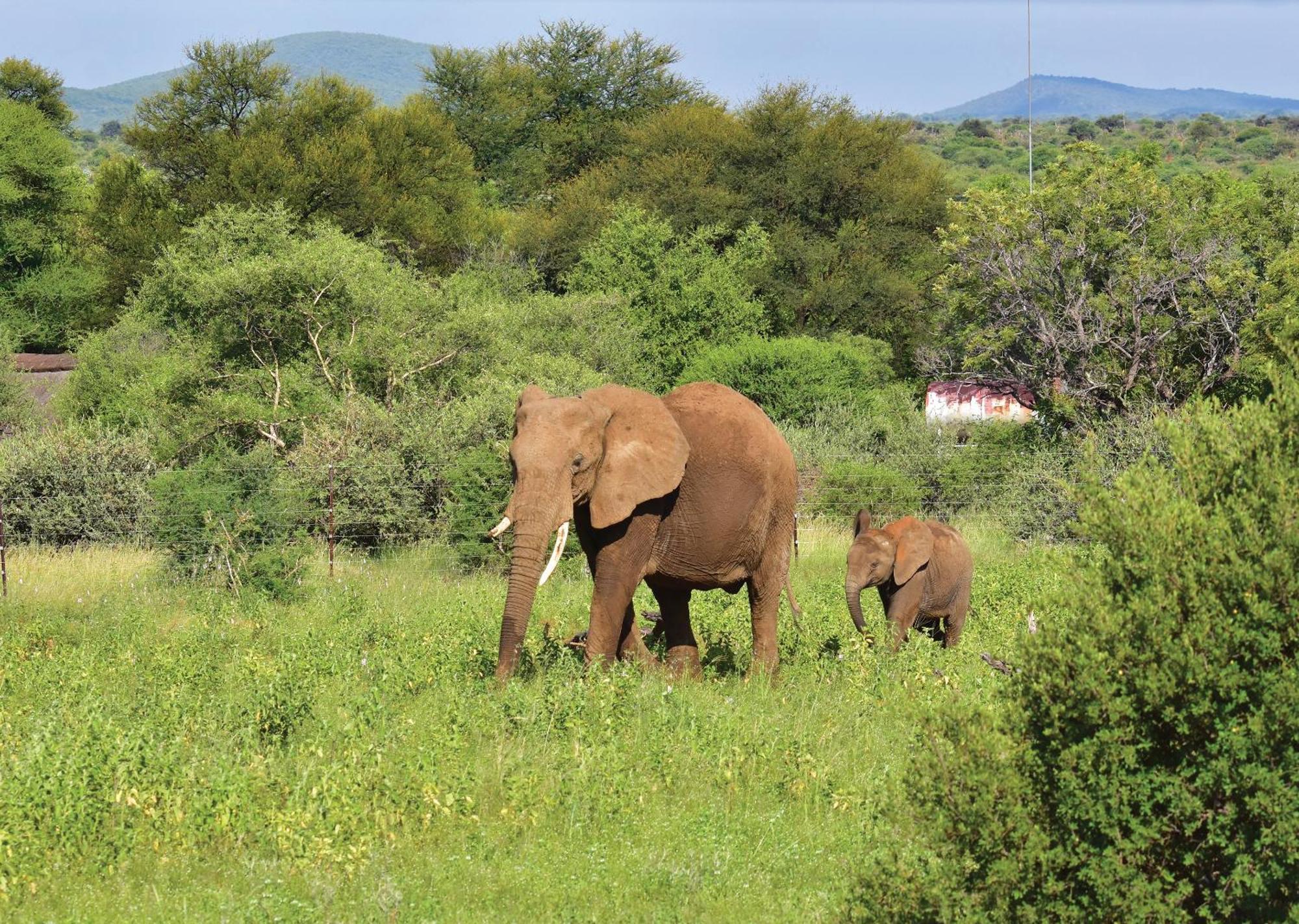 Madikwe River Lodge By Dream Resorts Madikwe Game Reserve Exterior foto